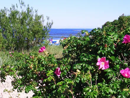 Dünenrosen in Koserow