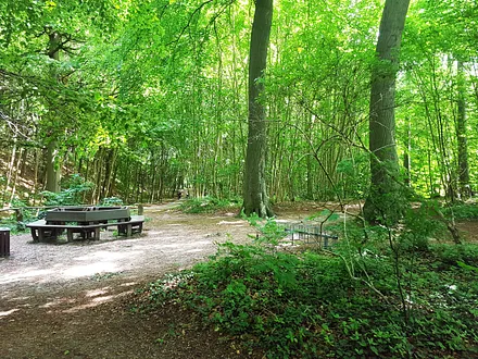 Küstenwald in Koserow