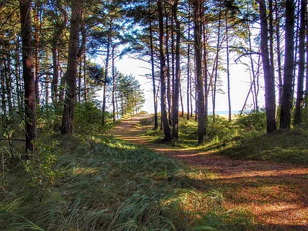 Waldweg zum Strand in Trassenheide
