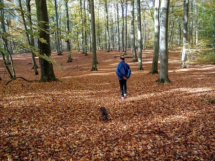 Herbstspaziergang im Wald von Kölpinsee