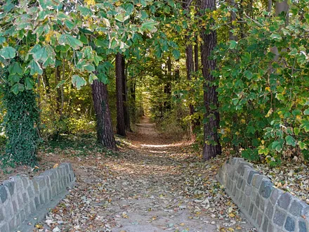 Waldweg an der Koserower Steilküste