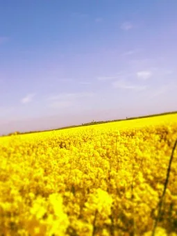 unsere schönen Rapsfelder sind im Mai und Juni schön anzusehen