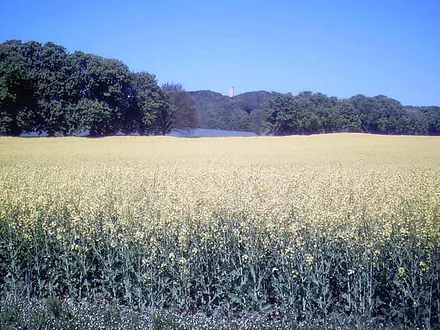 Umgebung mit Jagdschloß