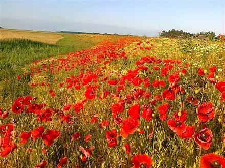 Feuermohn auf dem Deich