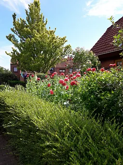 Mohnblüte im Vorgarten