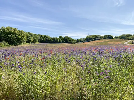 Wiesenlandschaft zum Lotsenberg