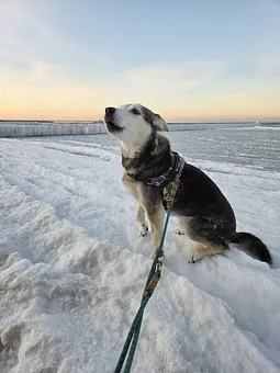 ein Hund auf der vereisten Ostsee 2026