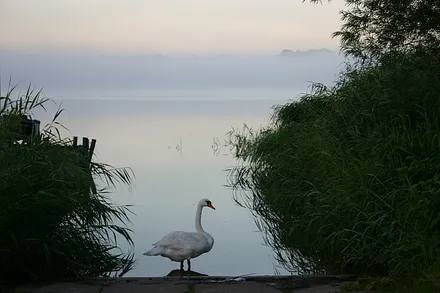 Der schöne, erhabene Schwan am Selliner See
