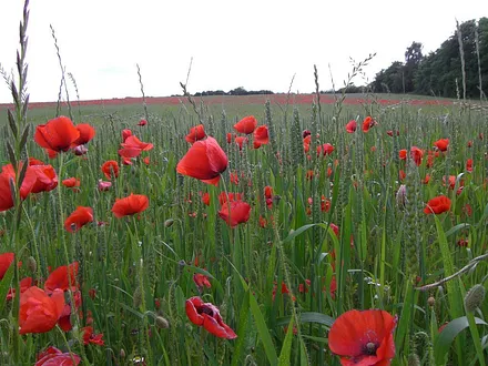 Ein farbenfrohes Blütenmeer aus Mohn- und Kornblumen
