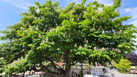 Unsere Kastanie in voller Blüte