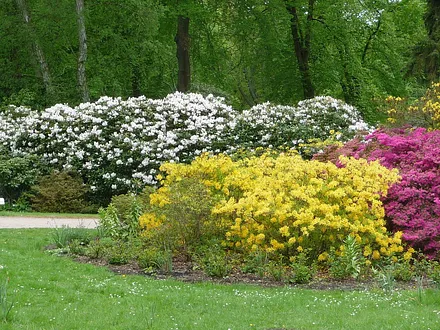 In Graal-Müritz finden Sie einen der größten Rhododendronparks in Norddeutschland.