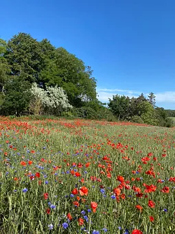 Herrliche Mohnblumenfelder