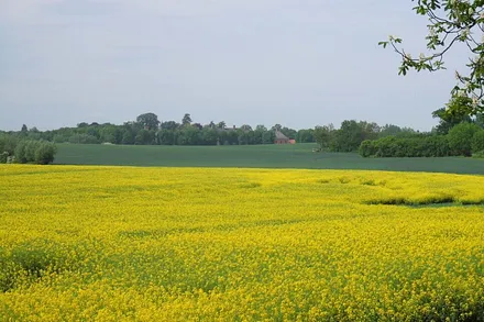 Blick über die Rapsfelder zum Schloß Bothmer