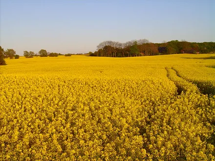 Die Weite der Probstei zur Rapsblüte lädt zu Spaziergängen ein.