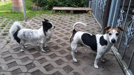 unser kleines Rudel: links Miteo (Chef) und Felix (Bodygard)