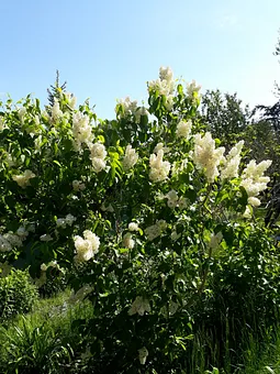 Wenn der weiße Flieder wieder blüht...