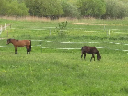  Wiesen.....und auch Wälder......Ausblicke eingefangen von Ihrem Balkon