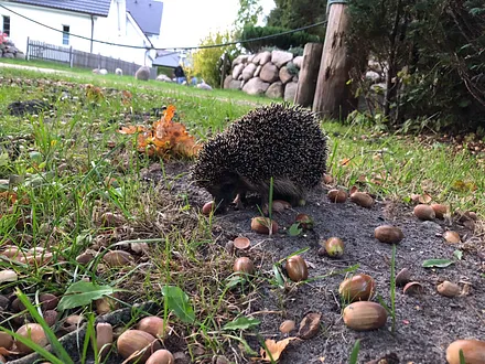 auch die Igel wohnen hier