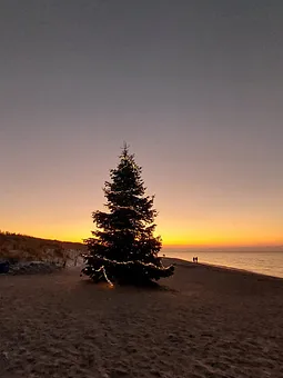 Weihnachtsbaum 2022 in Dierhagen am Strand aus unserem Garten 
