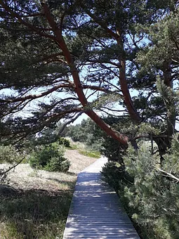 Darßer Ort wunderschöner Wanderweg