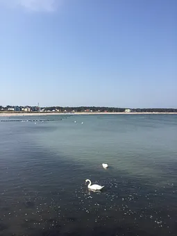 Schwanenpaar auf der Ostsee