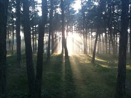 Wald am Strand Breege-Juliusruh