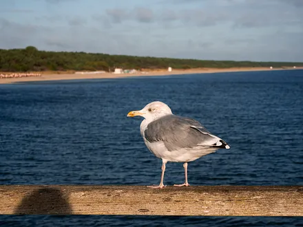 Immer auf der Suche nach Fressen