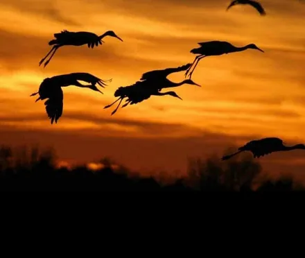 Kraniche beim Sonnenuntergang 