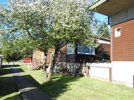 Apfelbaum in voller Blüte