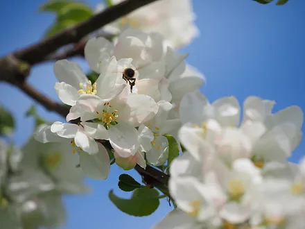 Von unseren Bienen gibt es leckeren Honig