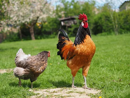Die Hühner kakeln auf der Wiese