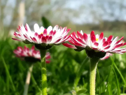 Gänseblümchenwiese zum Reinlegen