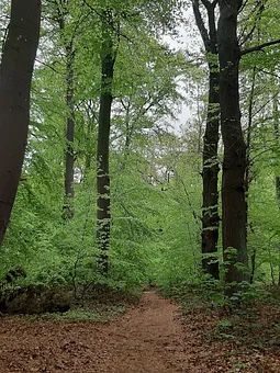 in 3 Minuten sind sie im Wald