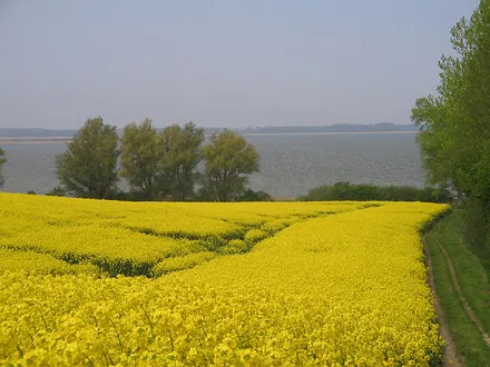 Rapsfeld am Bodden