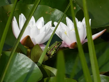 Fewo Kimberly - auf dem Teich