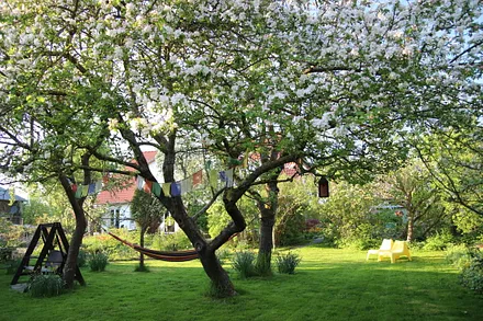 Der Obstgarten ist nicht nur zur Apfelblüte ein Traum