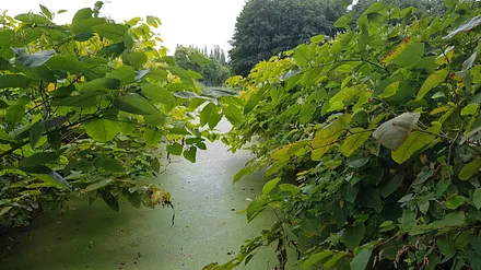 Natur im Sommer auf Usedom