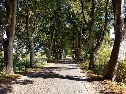 Natur im Sommer auf Usedom