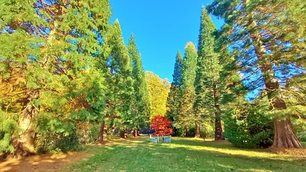 Ostsee Mammutbaumallee im Park der Ostsee Hotel-Pension