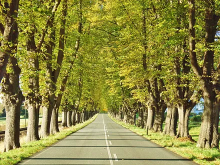 Lindenallee Bad Doberan - Heiligendamm