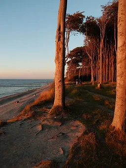Gespensterwald am Ostsee-Radweg