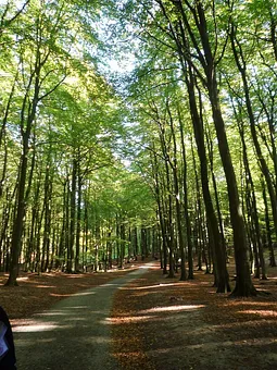 eine von vielen Alleestraßen 