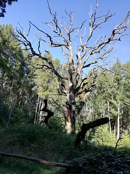 erstaunlich und urig die alte Eiche