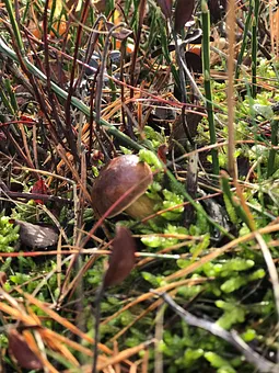 Herbstzeit in Karlshagen - Wandern und Pilze sammeln