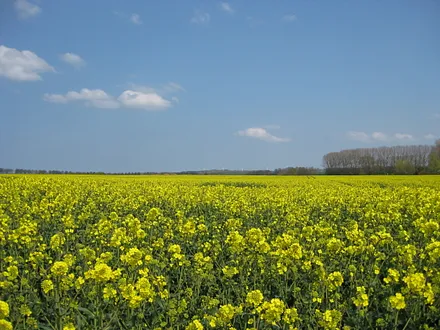 Ostseite freier Blick
