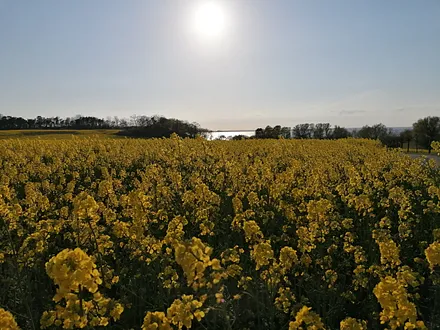 Raps in voller Blüte