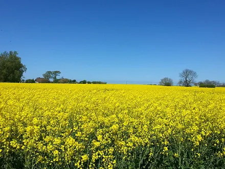 Rapsfeld Umgebung