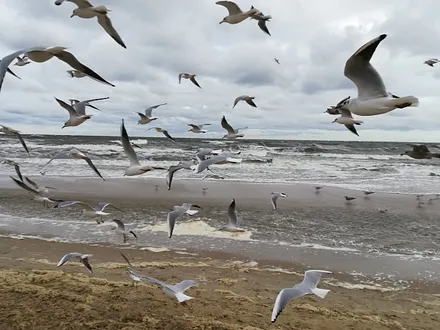 Möven am Ostsee Strand in Ückeritz 