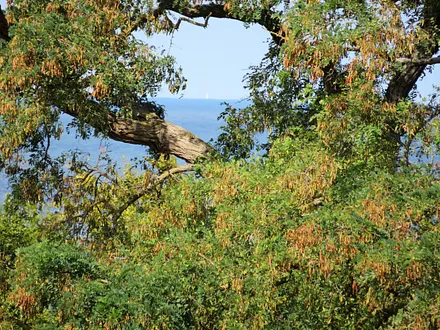 Eingeschränkter Seeblick