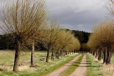 Weidenallee Richtung Karlshagen